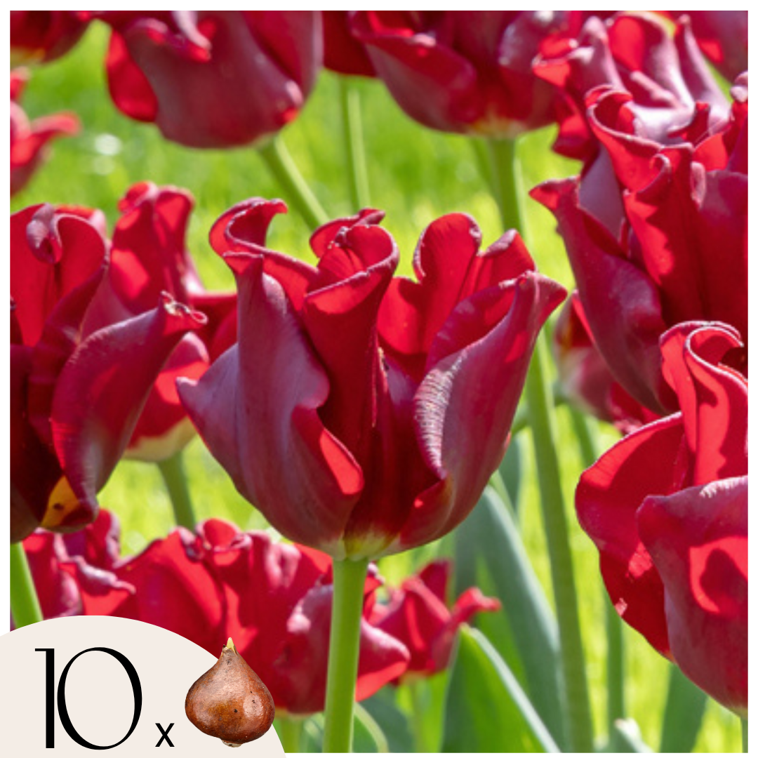 Bulbos De Tulipán 'red Dress' - Set De 10 Uds - Resistentes Al Frío & Perennes_0