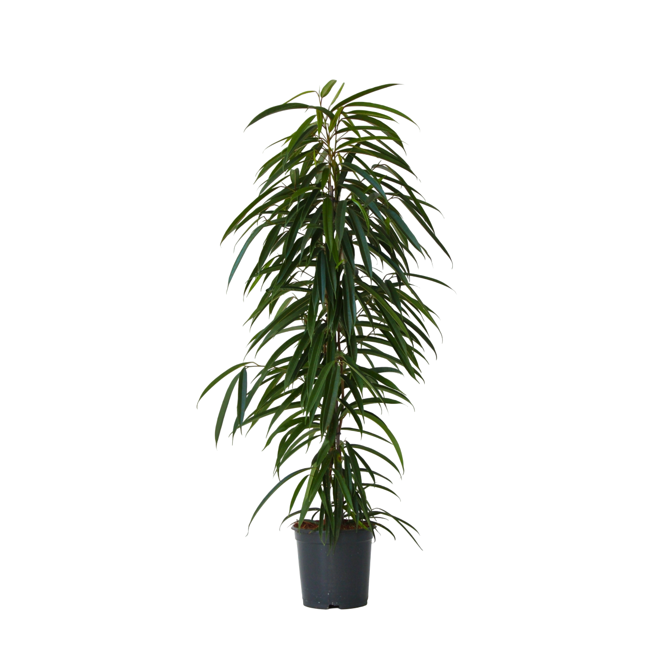 Ficus De Hojas Largas - Ficus Binnendijkii - Altura 100-110cm - ⌀21cm_0