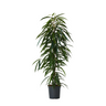 Ficus De Hojas Largas - Ficus Binnendijkii - Altura 100-110cm - ⌀21cm