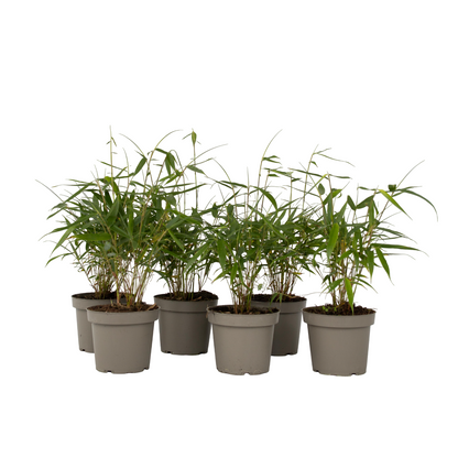 Bambú - 6 Pzs - Fargesia Scabrida 'asian Wonder' - Altura 25-40cm - ⌀13cm_0