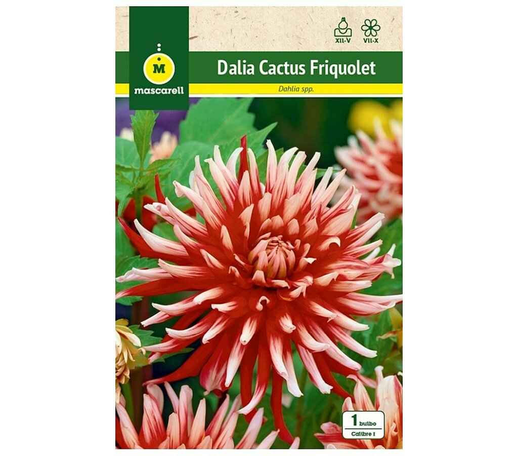 Bulbo Dalia Cactus Friquolet Roja Punta Blanca