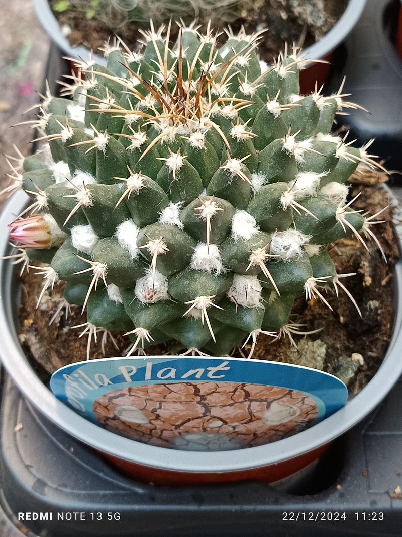 Cactus Y Suculenta Planta Grande Ø13 ☼ Ref018