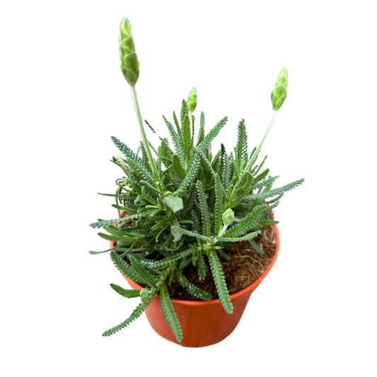 Lavanda Dentata Planta Ornamental Para Jardines Y Macetas (lavandula Dentata) Maceta 17cm_0