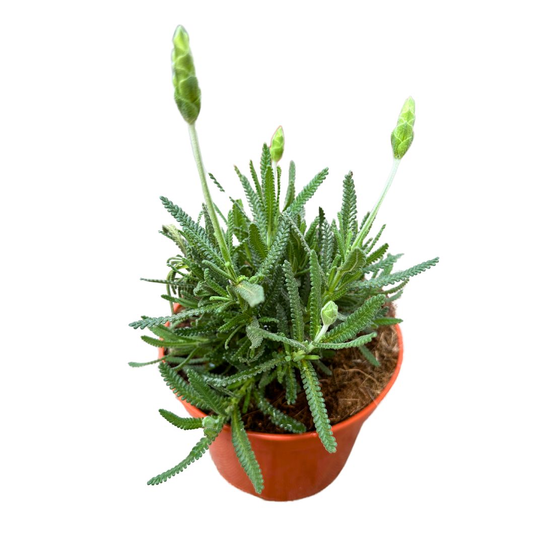 Lavanda Dentata Planta Ornamental Para Jardines Y Macetas (lavandula Dentata) Maceta 23cm_0