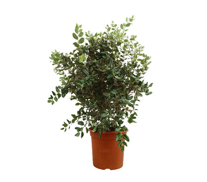 Metrosidero Excelsa M24 60-80cm_0