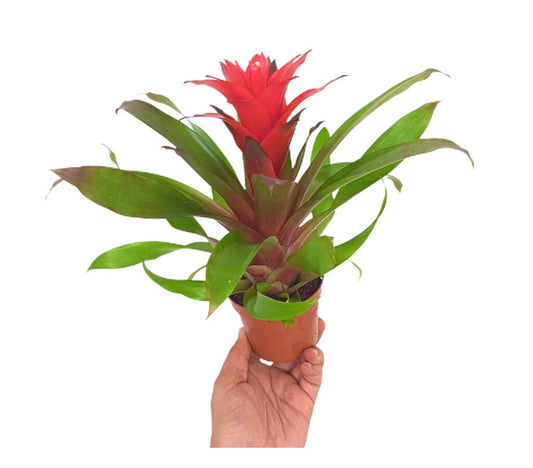 Guzmania Lorena M9_0