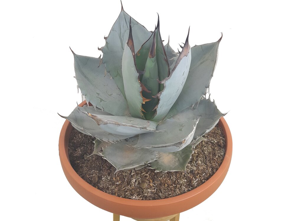 Agave Titanota White Ice T30 50cm (hielo Blanco)_0