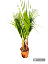 Washingtonia Robusta Maceta