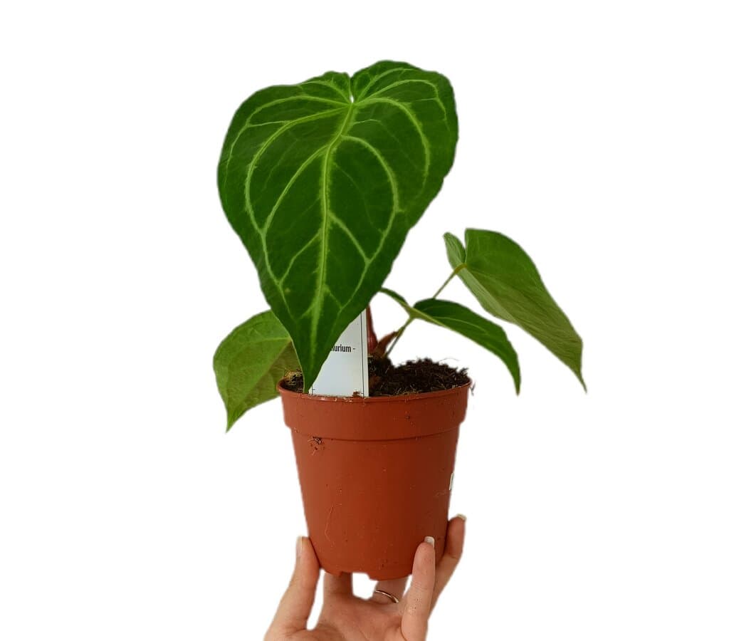 Anthurium Magnificum M12_0