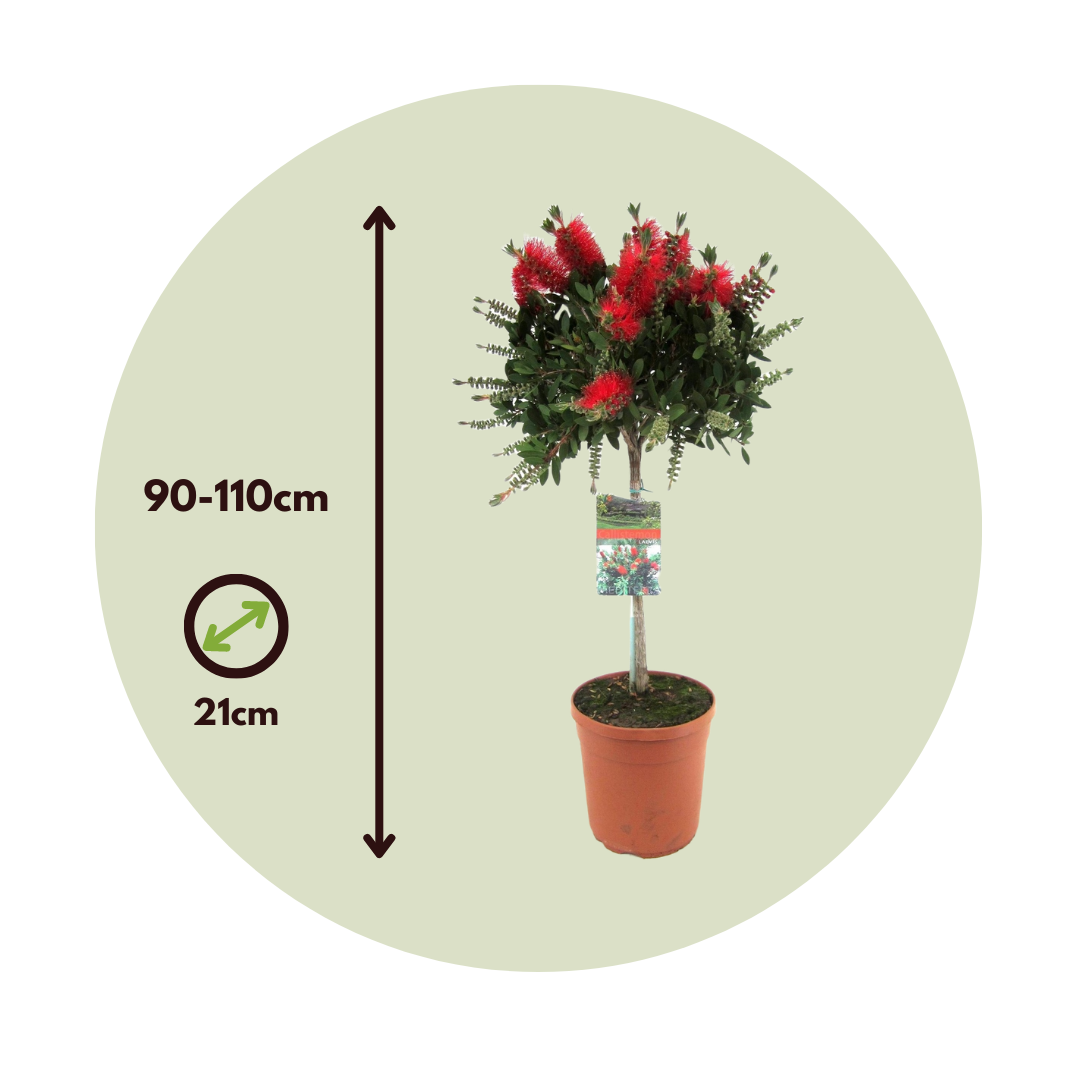 Limpiatubos - Callistemon Citrinus 'splendens' - Altura 90-110cm - ⌀21cm_2