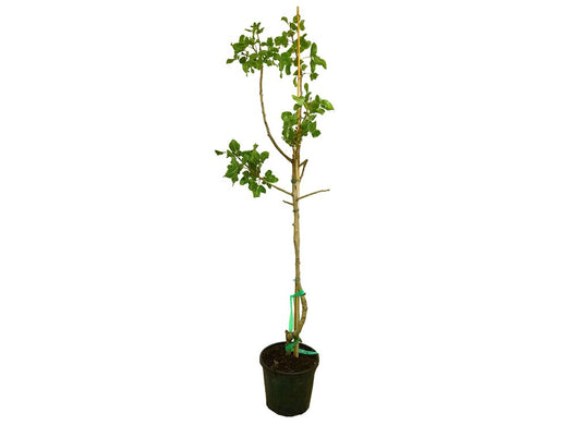 Pistacho Macho M30 150-170cm