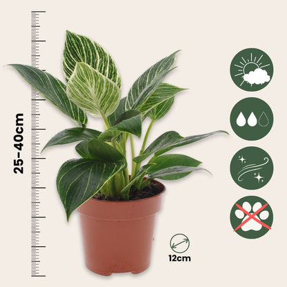 Filodendro - 2 Pzs - Philodendron 'white Wave' - Altura 25-40cm - ⌀12cm_2
