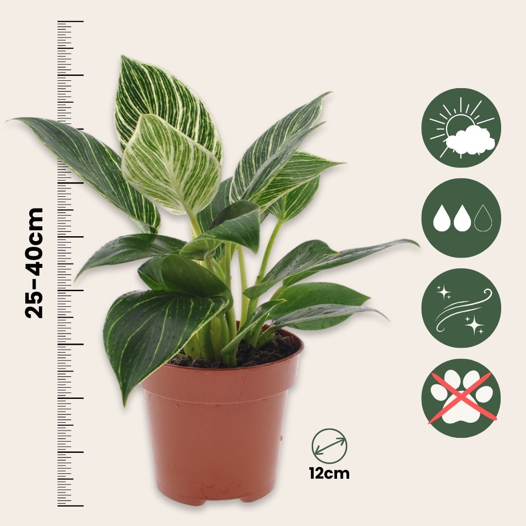 Filodendro - Philodendron 'white Wave' - Altura 25-40cm - ⌀12cm_2