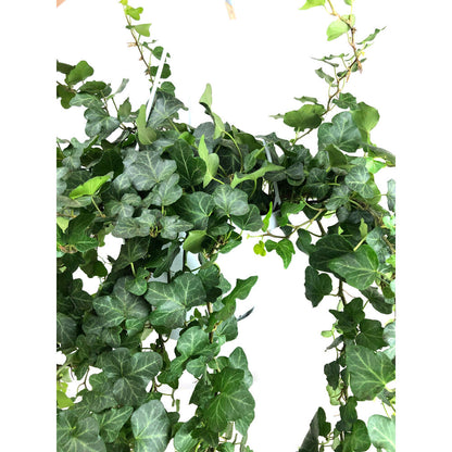 Hedera Helix Wonder M17_1