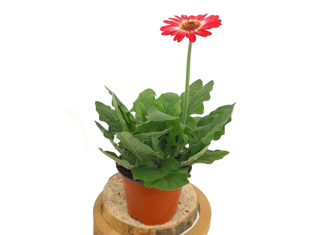 Gerbera Variada M12 30cm_1