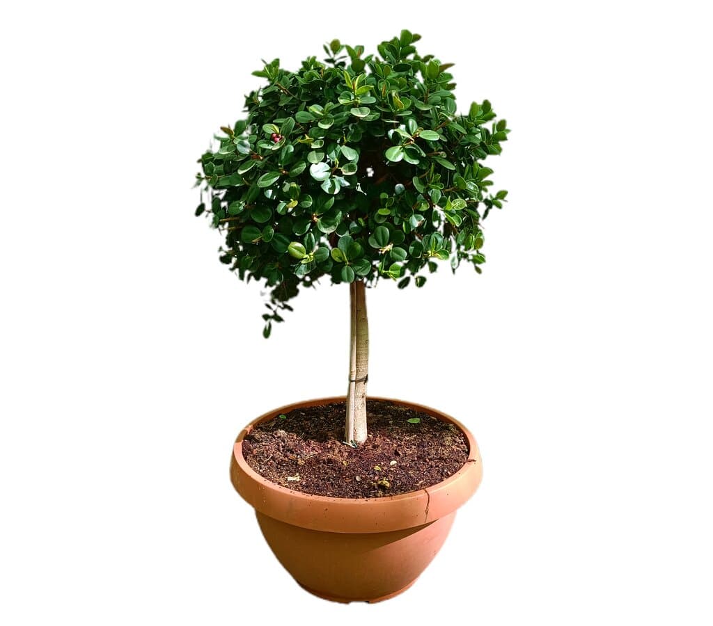 Ficus Microcarpa En Copa M45 100-110cm_0