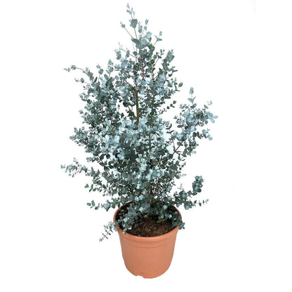 Eucalyptus Gunni Azura M22 50-60cm_0