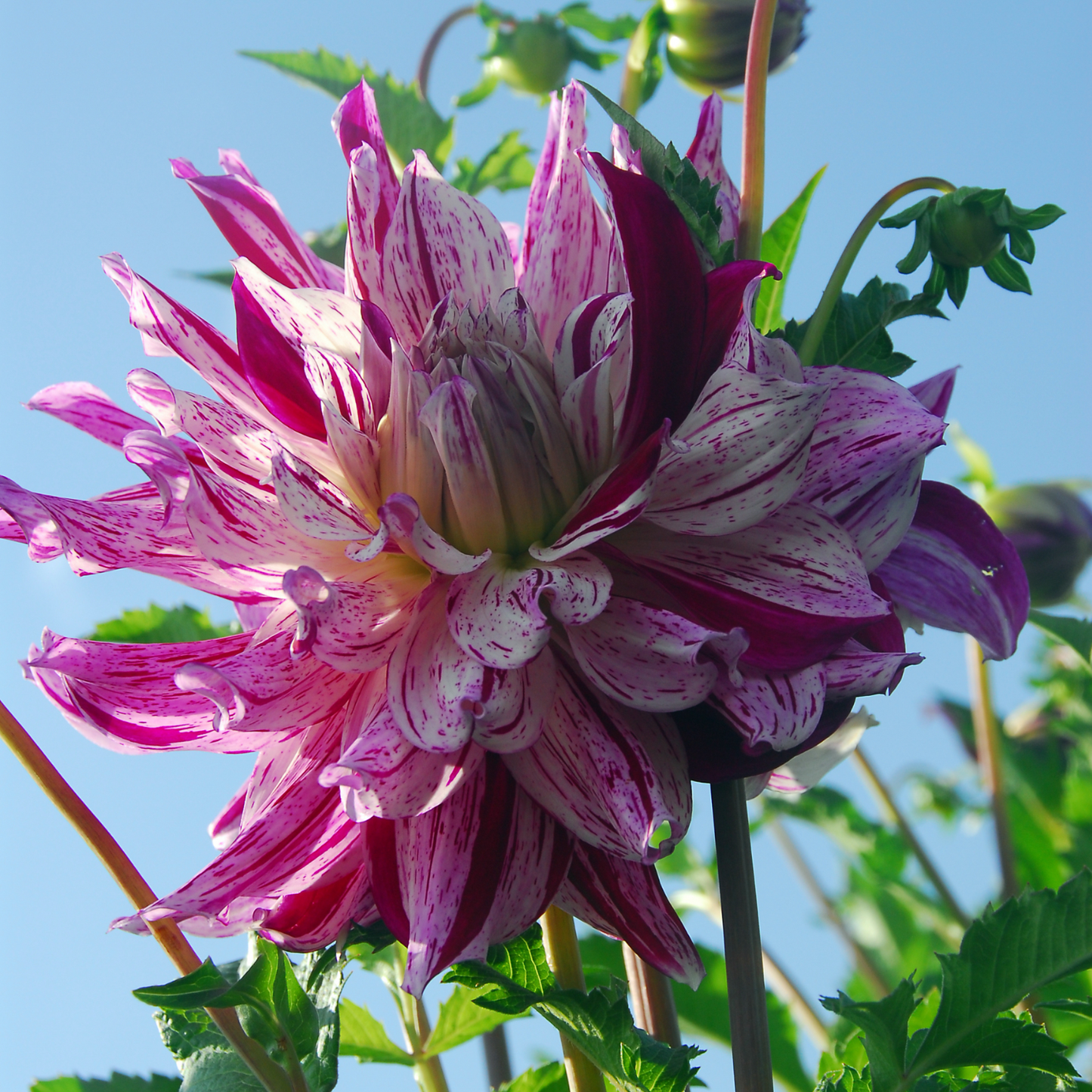 Tubérculos De Dalia - 3 Pzs - Dahlia 'bristol Stripe' - Rosa_3