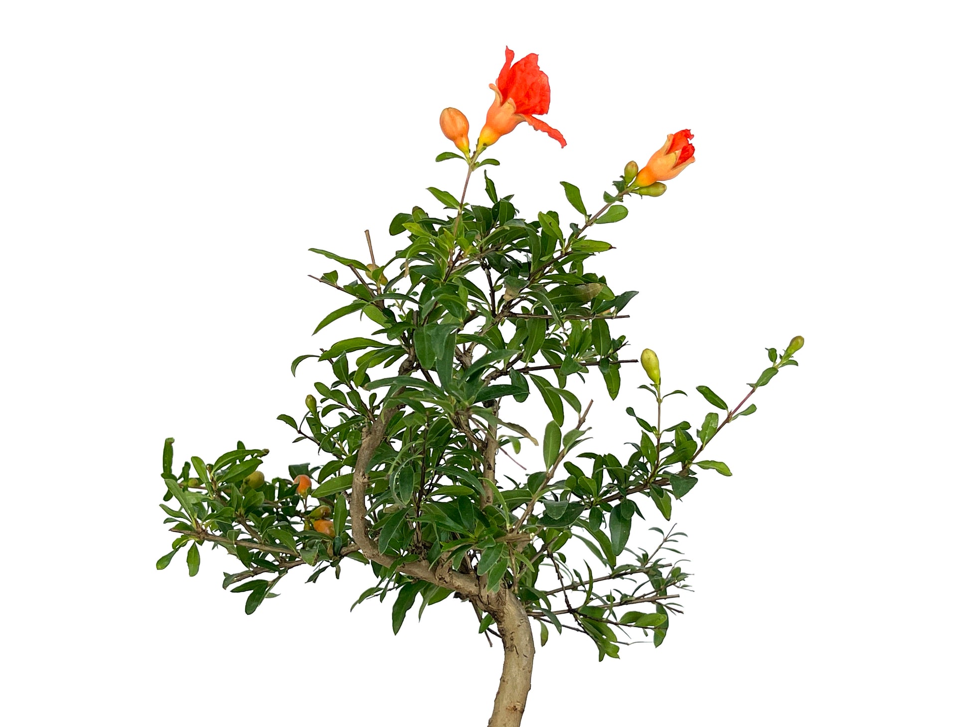 Bonsái Punica Granatum Nana – Granado 7 Años