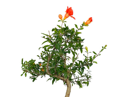 Bonsái Punica Granatum Nana – Granado 7 Años