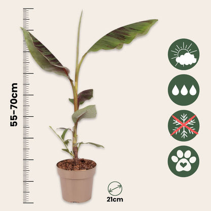 Planta De Plátano Roja - 2 Piezas - Ensete Ventricosum - Altura 55-70cm - ⌀21cm_2