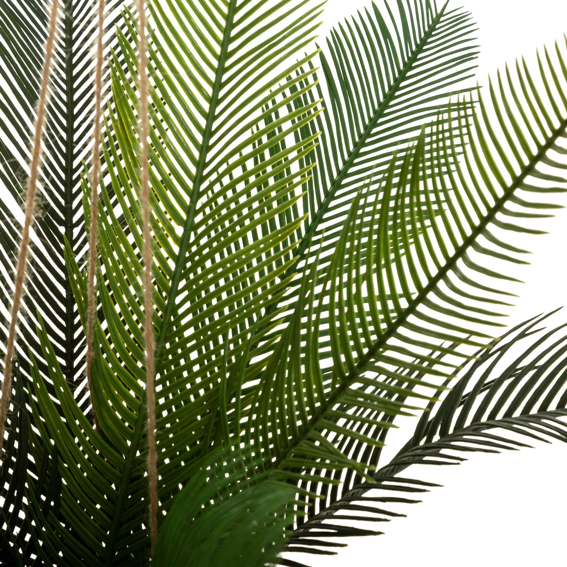 Olla De Coco De Palma Cuba H 50_2