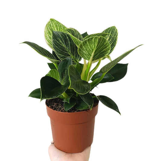 Philodendron Birkin Variegata M12_0