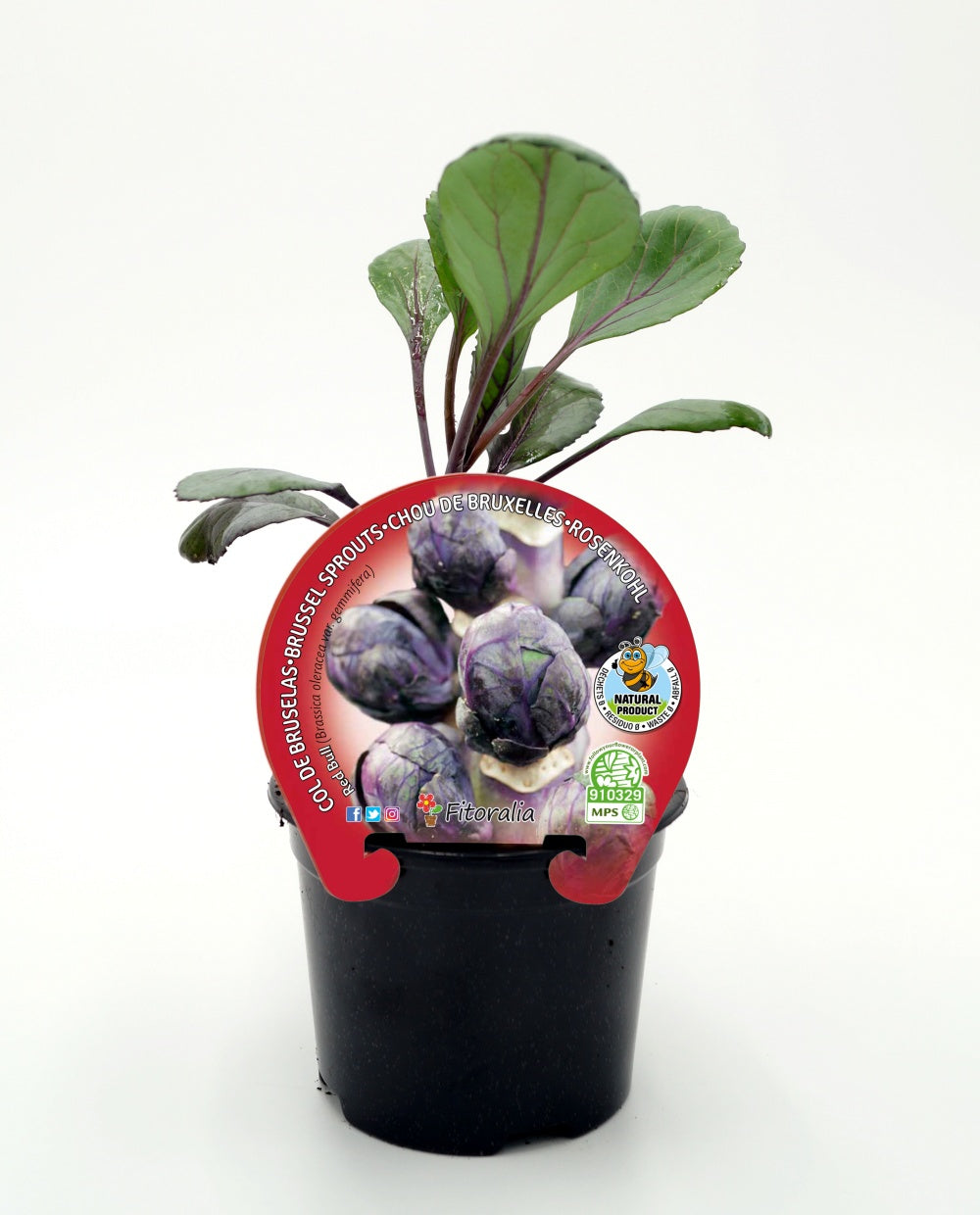 Plantón Col De Bruselas Morada En Maceta 10,5 Cm. Natural - Fitoralia_0