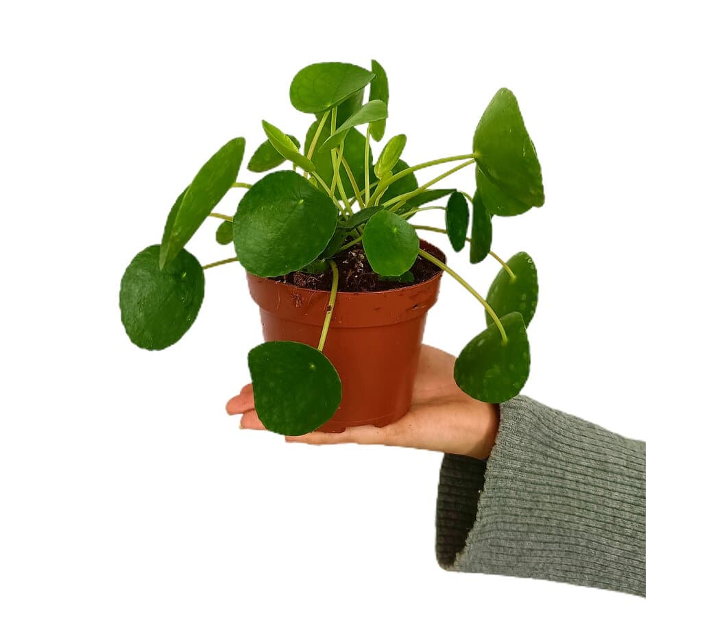 Pilea Peperomoides M13 25cm (planta China Del Dinero)