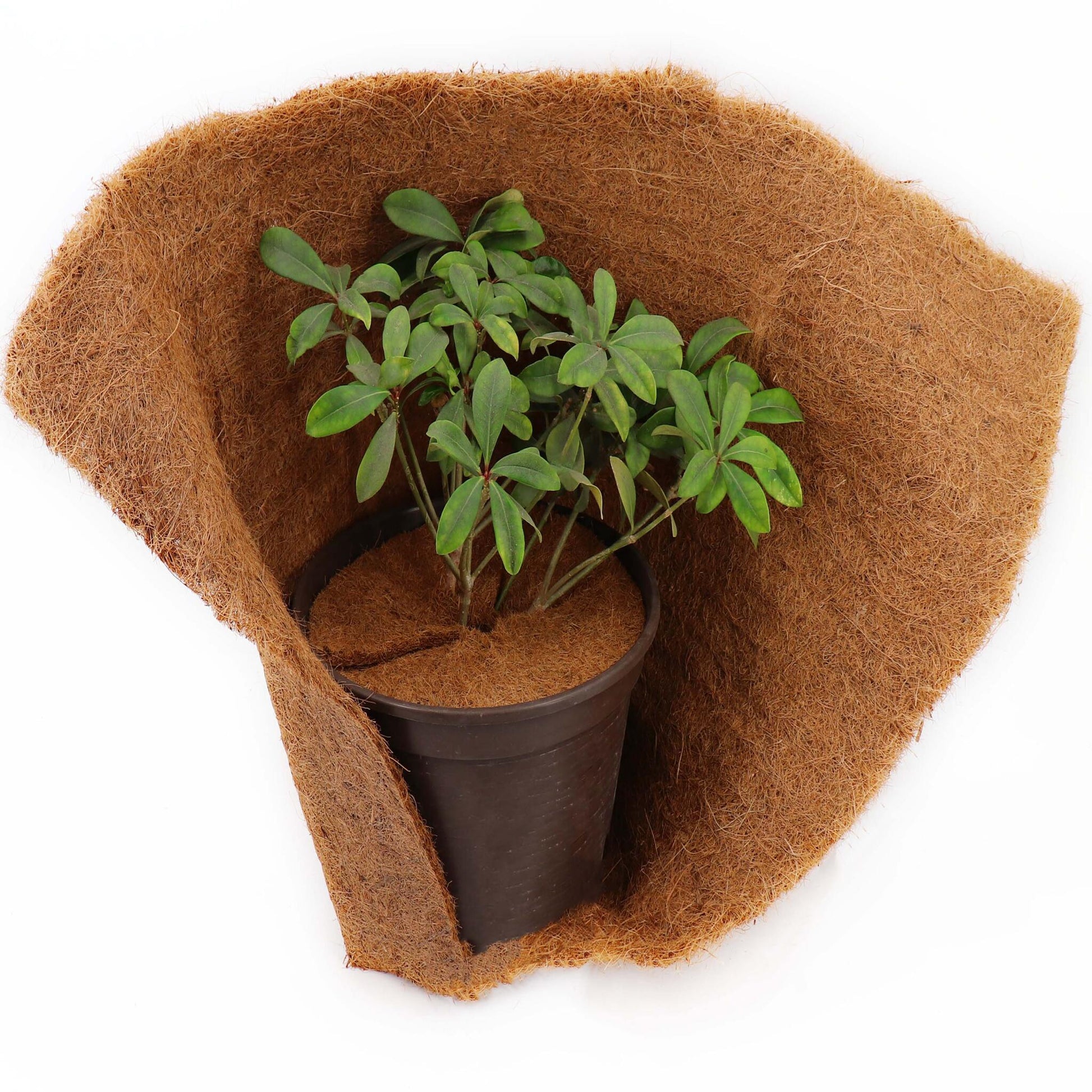 1 Disco Mulching De Coco 45cm Estera De Fibra De Coco Estera Protectora De Plantas De Fibra De Coco Coco_5