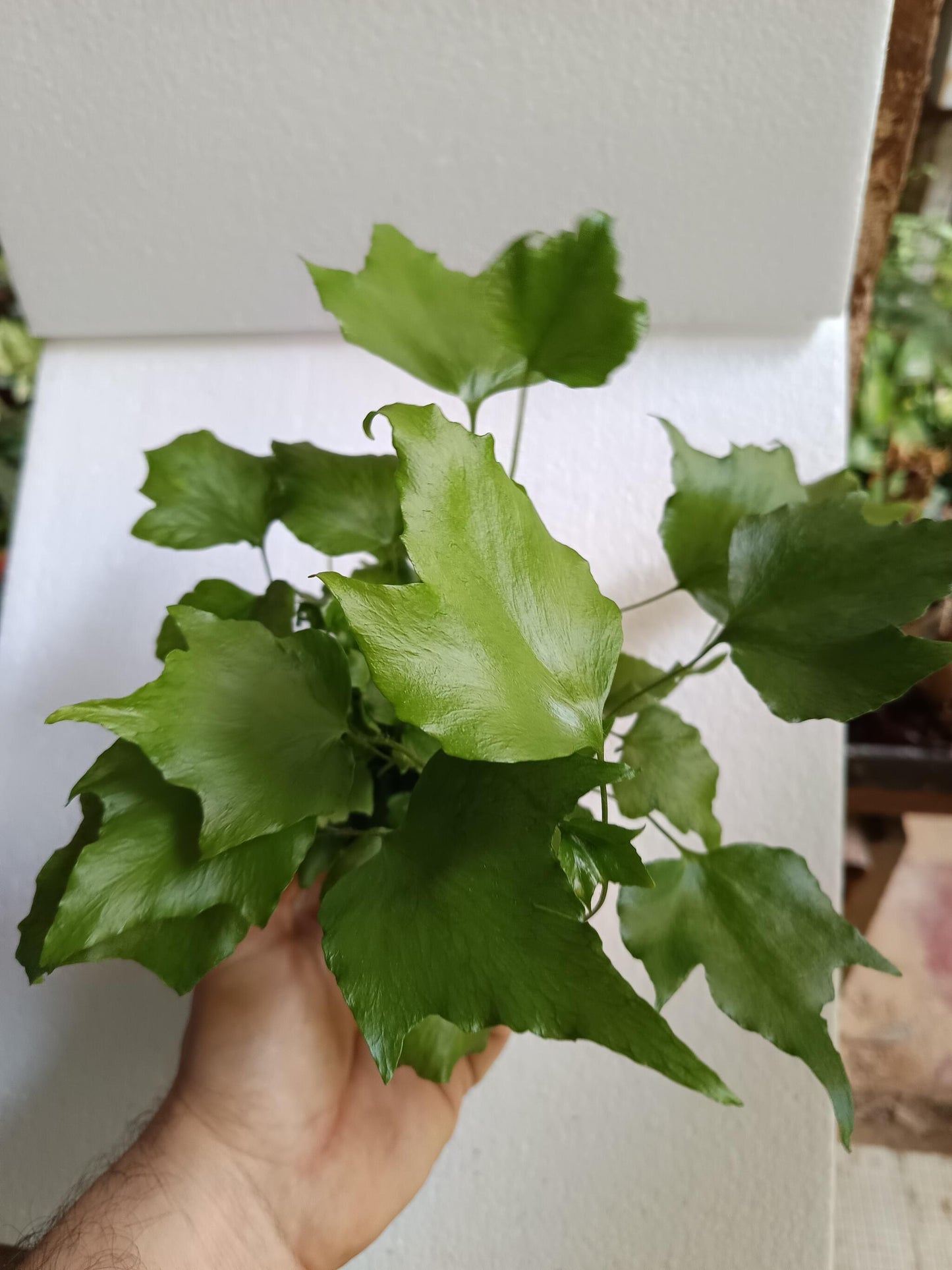1 Helecho  Surtido Aleatorio Plantas De Interior Ø8_1