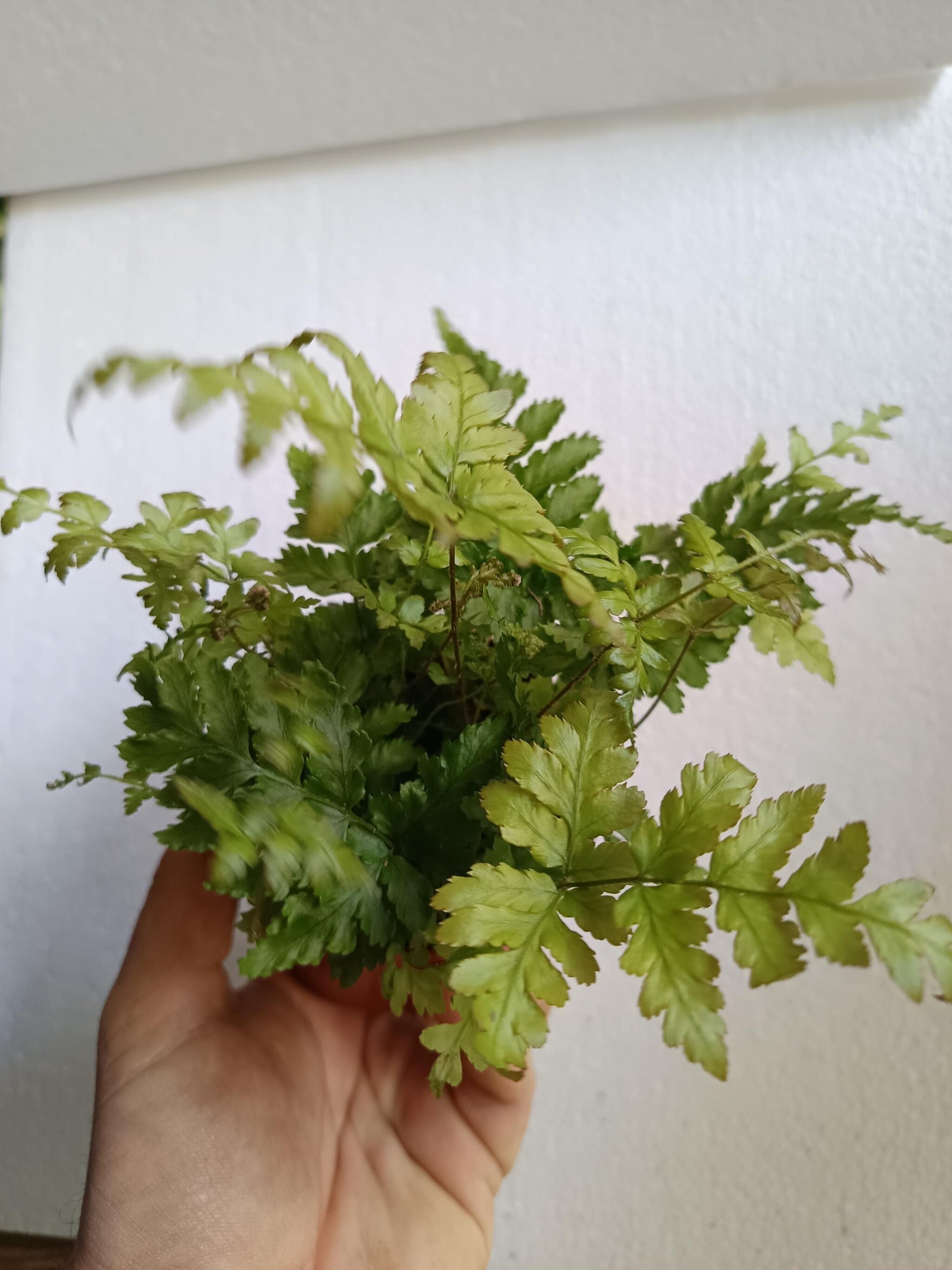 1 Helecho  Surtido Aleatorio Plantas De Interior Ø8_5