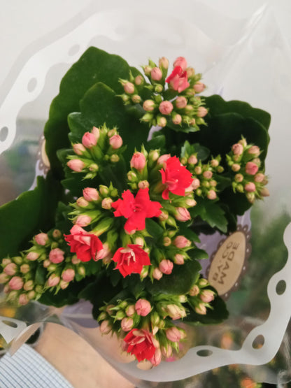 1 Mini Planta Surtida Kalanchoe Flores De Colores Ø6 Cm_2