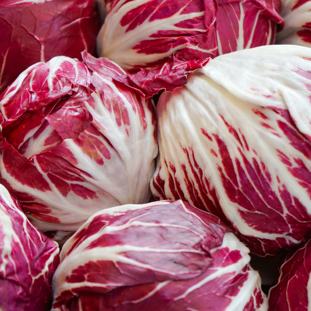 Plantón Lechuga Radicchio - Plantabo. 10 Unidades_1