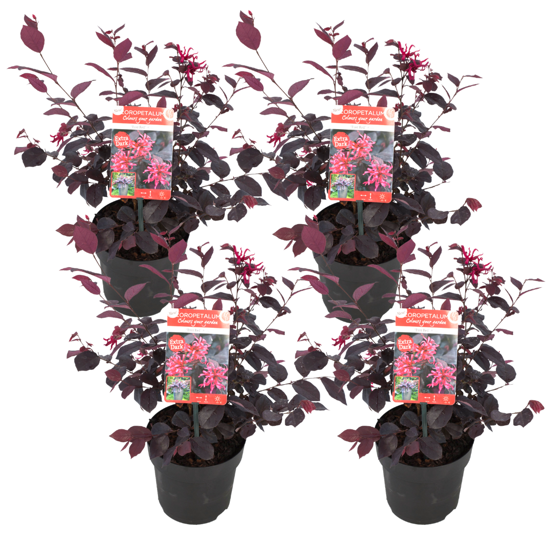 Flor Roja Eterna - 4 Pzs - Loropetalum 'ever Red' - Altura 25-35cm - ⌀13cm_0