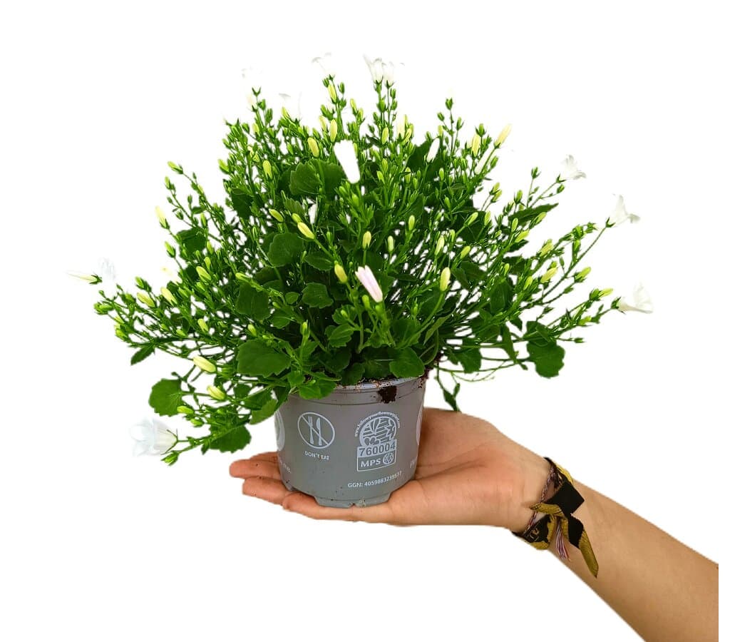 Campanula M10_0