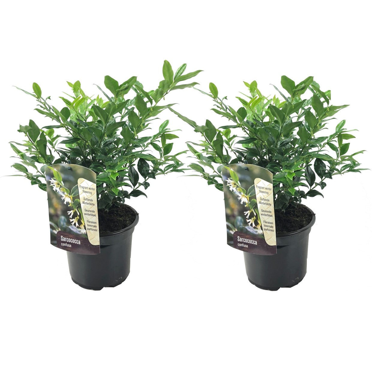 Sarcocoque - 2 Pzs - Sarcococca 'confusa' - Altura 30-40cm - ⌀17cm_0