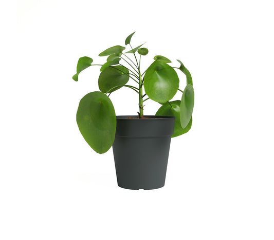 Artevasi Macetero Antracita Madagascar 17 Cm De Plástico Reciclado_0