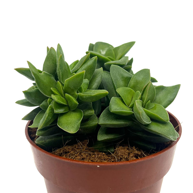 Crassula Springtime Cactus Y Suculentas M8,5 Ø