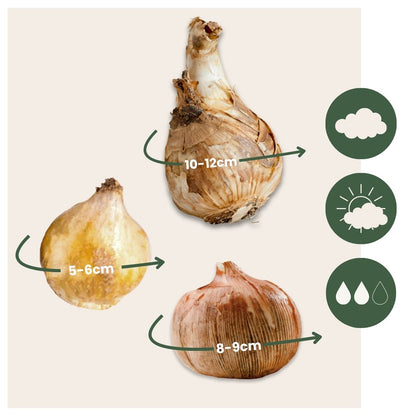 Caja Jardín Sombrío - 50 Bulbos Para Sombra & Semisombra
