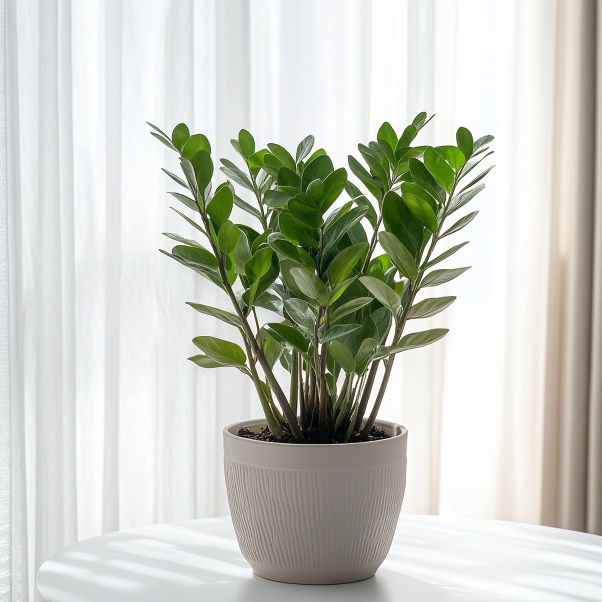 Zamioculca - Zamioculcas Zamiifolia - Altura 55-65cm - ⌀17cm