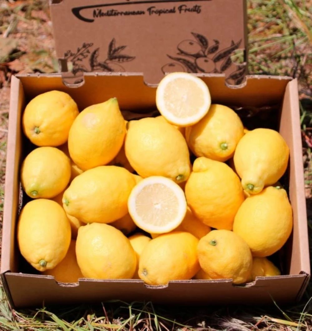 Limones De Temporada Directos Del Árbol Tropitop 15kg_3