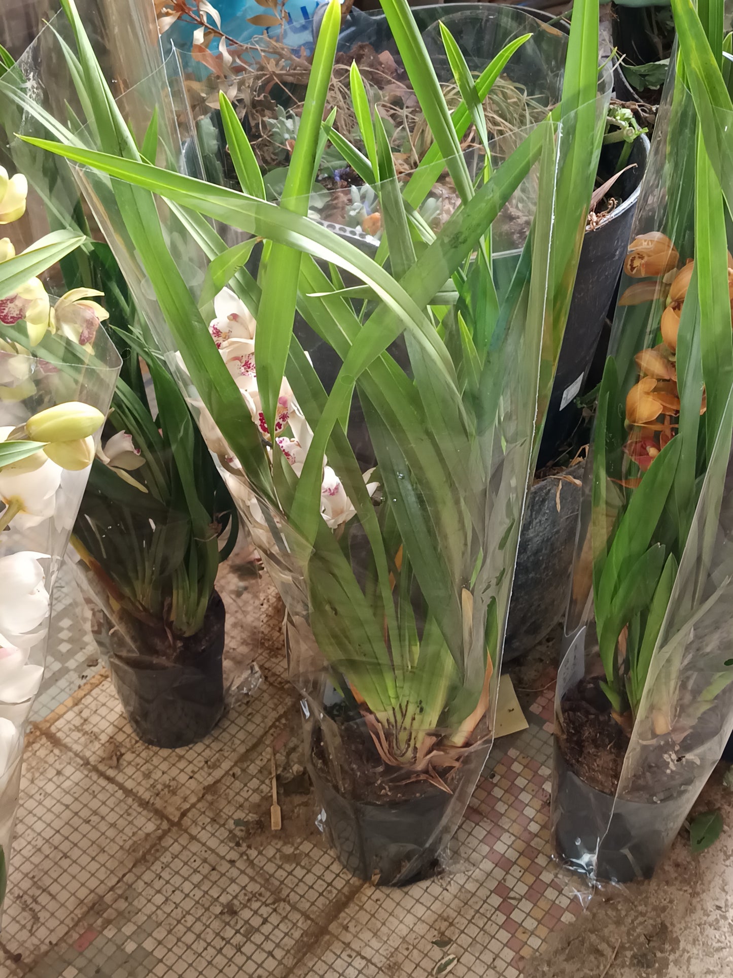 Cymbidium Floración Nº 3 Orquidea Terrestre Tolera Frio Y Sequia Altura +70