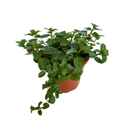 Menta Planta Aromática Y Medicinal (mentha Spp.)