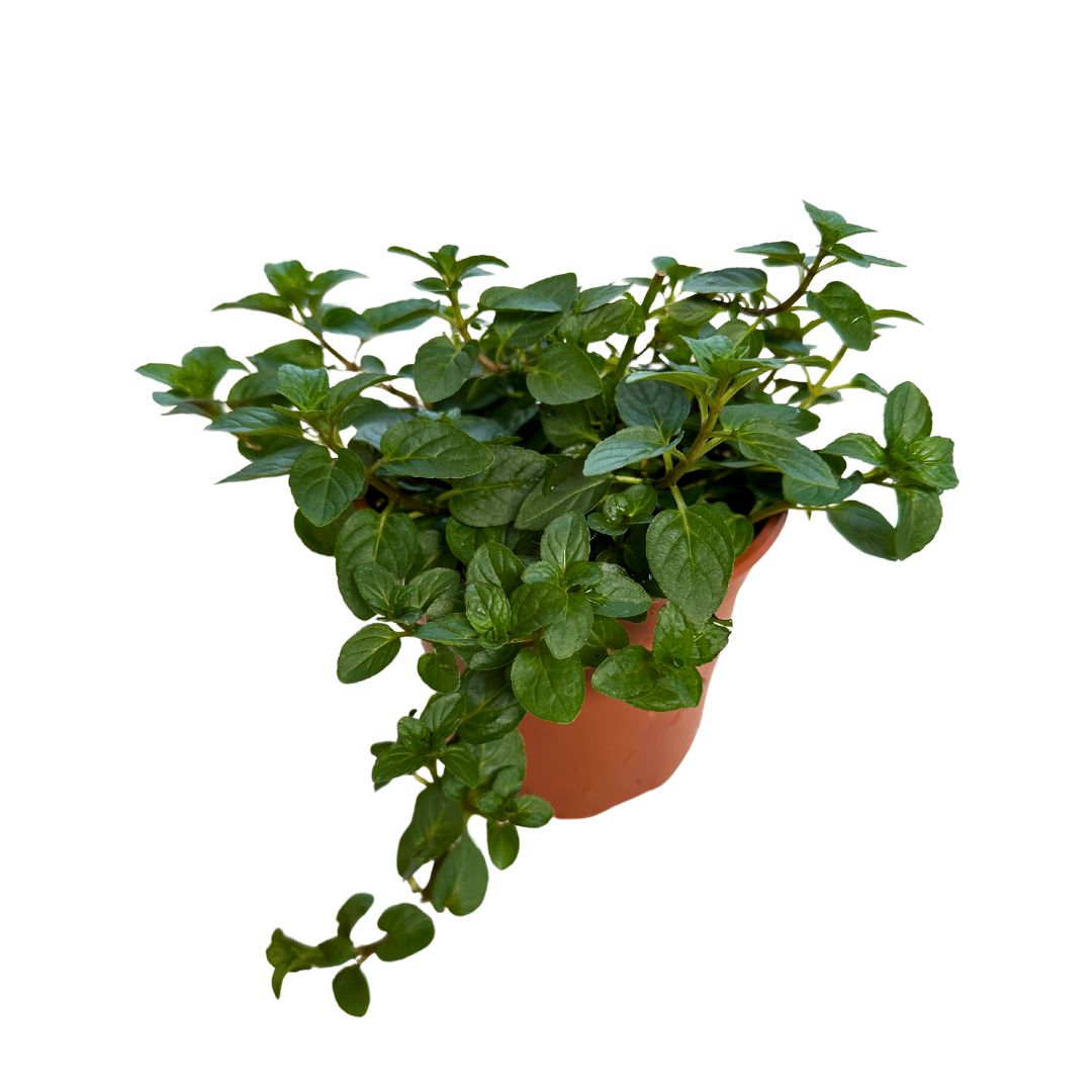 Menta Planta Aromática Y Medicinal (mentha Spp.)_0