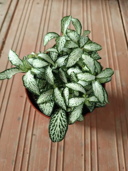 1 Planta Surtida Fittonia De Colores Ø8