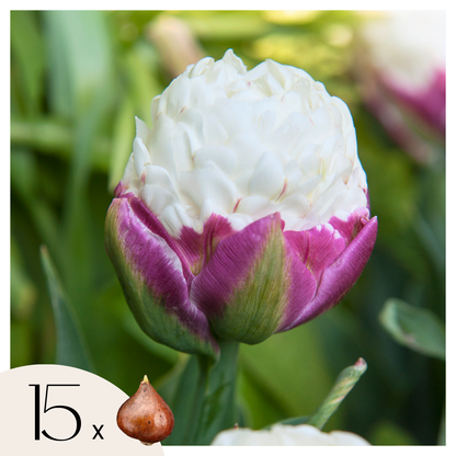 Bulbos De Tulipán - 15 Pzs - Tulipa 'ice Cream' - Bulbos De Flores - Púrpura_0