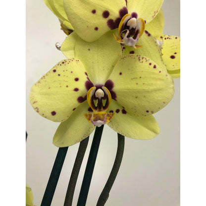 Orquidea Phalaenopsis Congada 2/3 Tallos M12 70cm_2