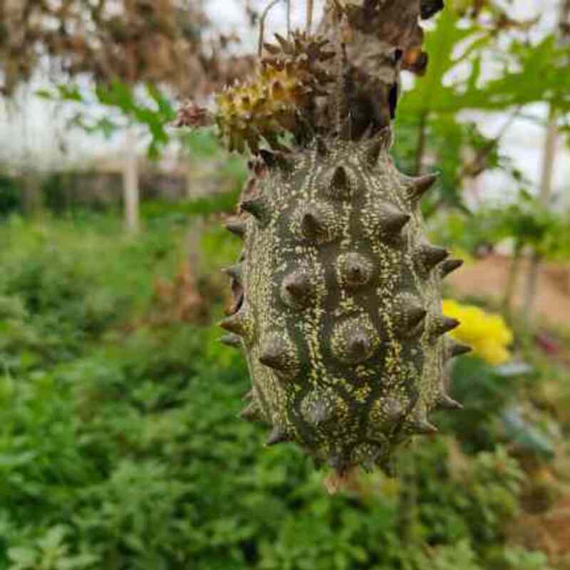 Kiwano de La Huerta de Pancha 1/2 Kg_0