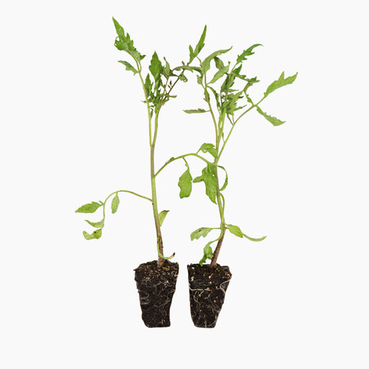 Plantón Tomate Cor De Bou 6 Unidades - Plantabo_0